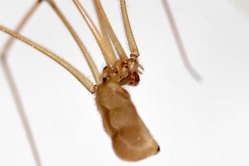 Comment garder papa à distance les araignées à longues pattes de papa