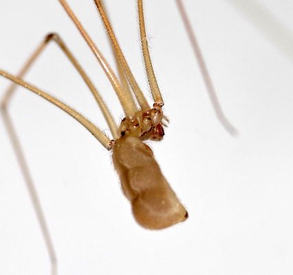 Comment garder papa à distance les araignées à longues pattes de papa