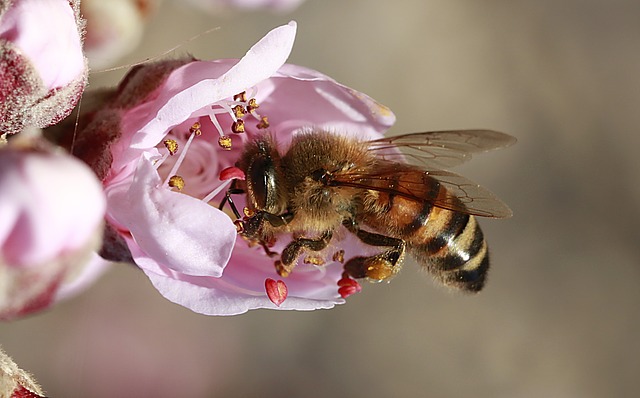 Comment identifier un minuscule insecte dans ma maison