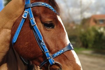 Comment installer un filet de badminton