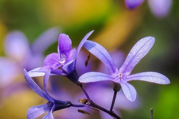 Comment la lumière de couleurs différentes affecte la croissance des plantes