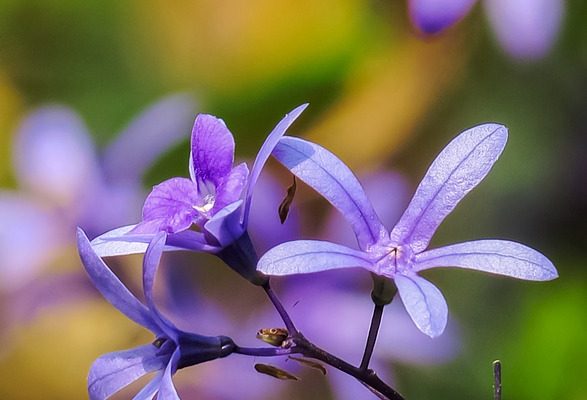 Comment la lumière de couleurs différentes affecte la croissance des plantes