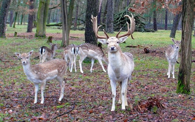 Comment nettoyer le suède blanc