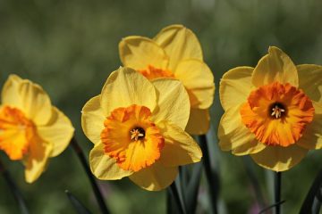 Comment planter des graines de gingembre au chalumeau