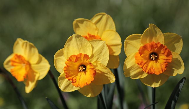 Comment planter des graines de gingembre au chalumeau