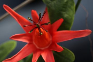 Comment planter une vigne de fruit de la passion