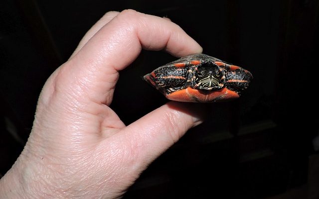 Comment polir une carapace de tortue