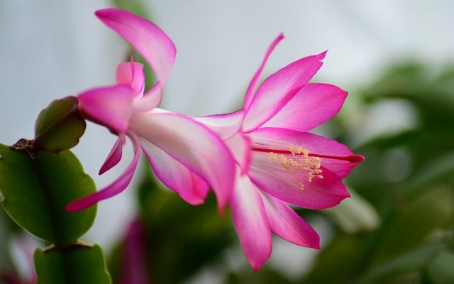 Comment prendre soin d'une plante de cactus de Pâques