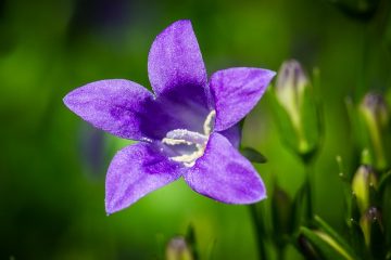 Comment propager la campanule