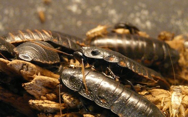 Comment se débarrasser des cafards volants