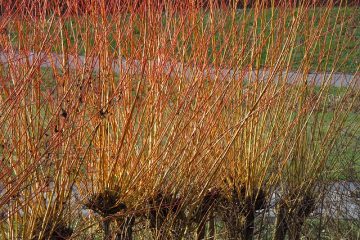 Comment tailler un Salix Caprea