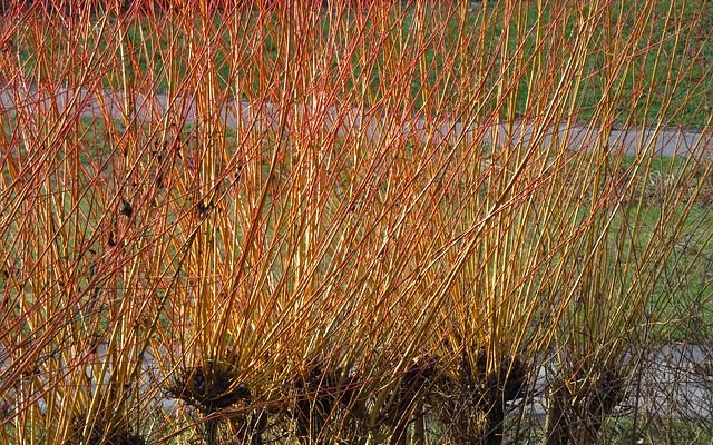 Comment tailler un Salix Caprea