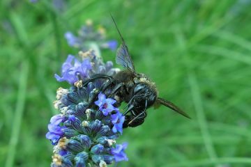 Comment tuer les abeilles perceuses de bois