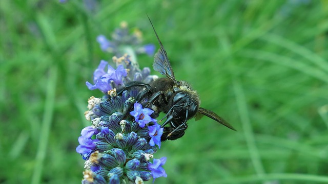 Comment tuer les abeilles perceuses de bois