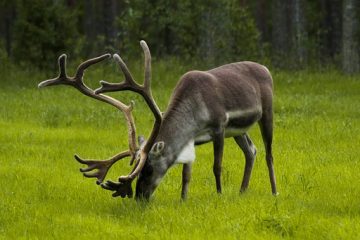 Comment vendre des bois de cerf