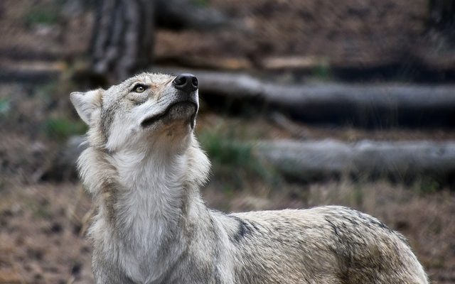 Comment Whittle un loup de bois de Whittle a Wolf From Wood