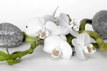 Coupez-vous la tige de l'orchidée une fois qu'il n'y a plus de fleurs ?