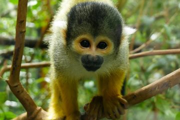 Espèces de singes de la forêt tropicale humide