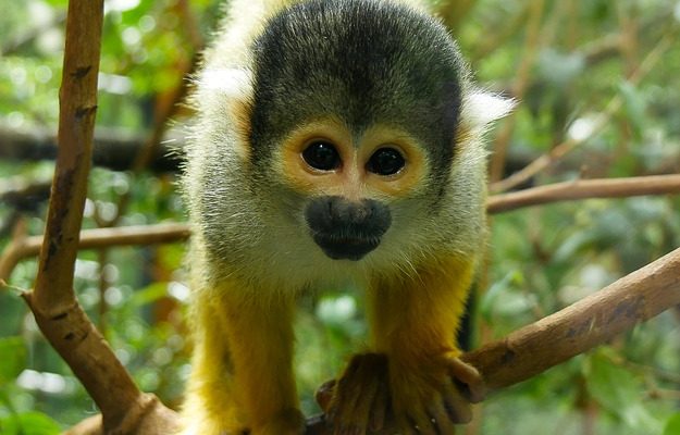 Espèces de singes de la forêt tropicale humide
