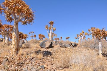 Faits intéressants sur les plantes du désert