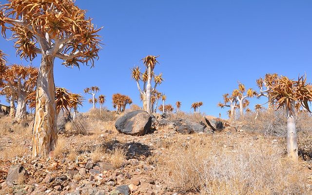 Faits intéressants sur les plantes du désert