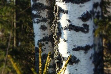 Faits sur le bouleau argenté