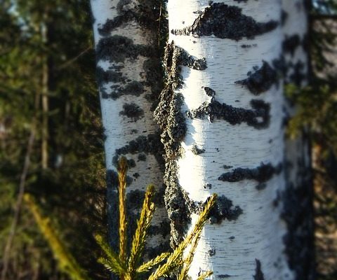 Faits sur le bouleau argenté