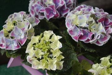 Fleurs Hortensia Hydrangea Hortensia