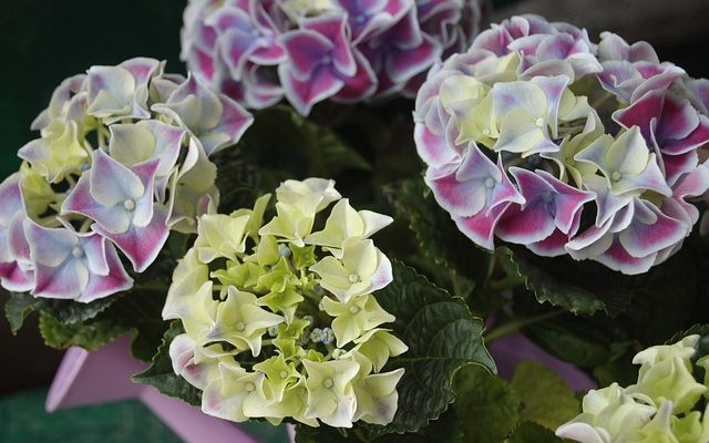 Fleurs Hortensia Hydrangea Hortensia