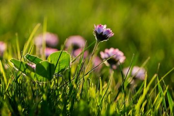 Informations sur la marguerite Marguerite daisy