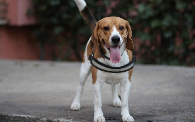 L'échinacée pour l'infection chez le chien