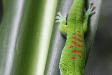 Les animaux de la forêt pluviale africaine en voie de disparition