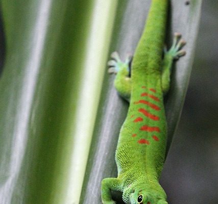 Les animaux de la forêt pluviale africaine en voie de disparition