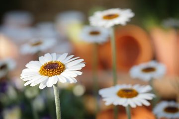 Les meilleures plantes en conteneur pour un jardin au soleil