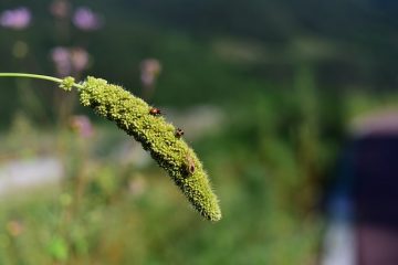 Les punaises qui vivent dans l'eau des piscines