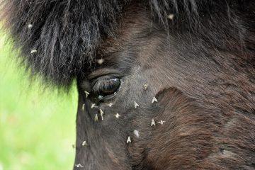 Listerine comme insectifuge pour les chevaux