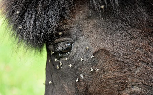 Listerine comme insectifuge pour les chevaux