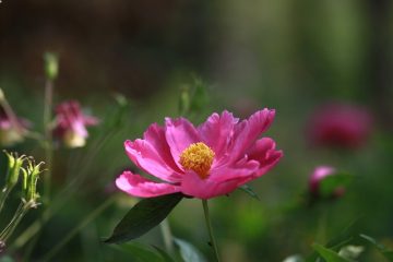 Pourquoi mes feuilles deviennent rouges pendant l'été ?