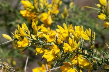 Pourquoi mon oranger a-t-il des épines ?