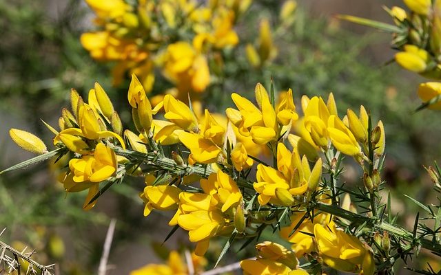 Pourquoi mon oranger a-t-il des épines ?