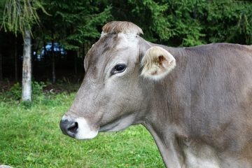 Pourquoi mon réfrigérateur congèle-t-il des aliments ?