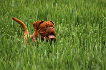 Pourquoi un chien vomit-il du sang ?