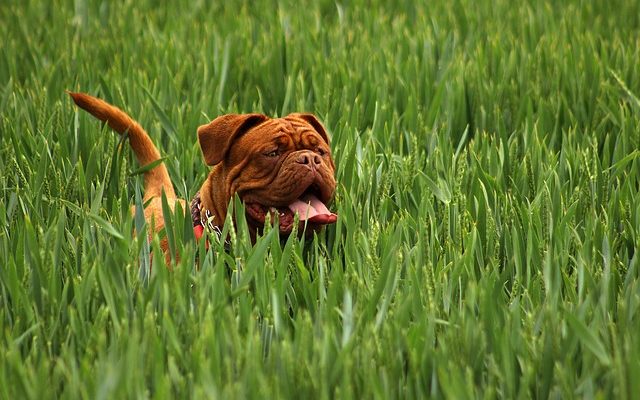 Pourquoi un chien vomit-il du sang ?