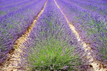 Quand les lilas fleurissent-ils ?