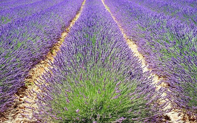 Quand les lilas fleurissent-ils ?