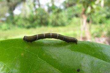 Que se passe-t-il à l'intérieur de la chrysalide d'un papillon ?