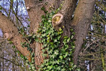 Quel herbicide utilisez-vous pour tuer le lierre anglais ?