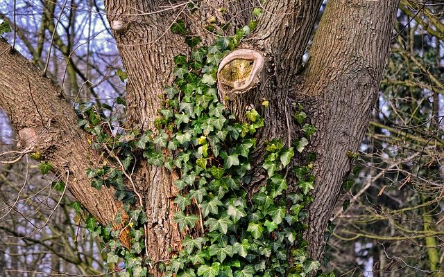 Quel herbicide utilisez-vous pour tuer le lierre anglais ?