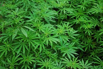 Quelles plantes contiennent du THC ?