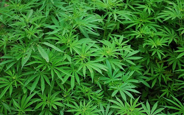 Quelles plantes contiennent du THC ?